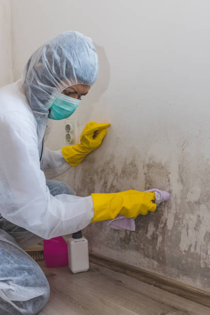 Mold Documentation for Insurance Claims in Purdy, WA