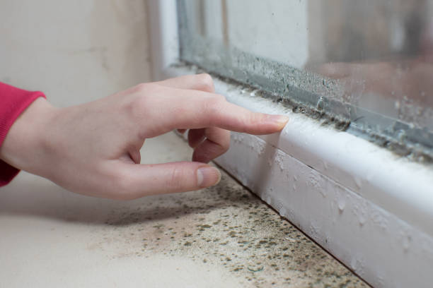 Best HVAC Mold Inspection and Cleaning  in Purdy, WA